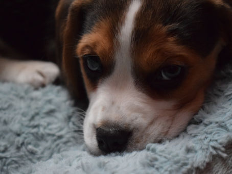 Mengenal Anjing Beagle: Ciri, Fakta Menarik dan Jenisnya