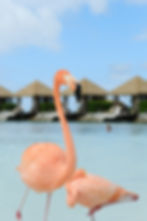 Aruba Flamingo Beach, The Guide