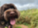 Happy Cockapoo Dog Walking