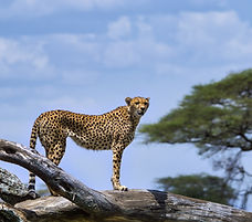 Image by Partha Narasimhan