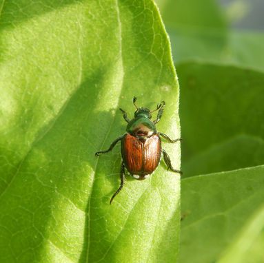 Getting Rid of Japanese Beetles in Your Garden