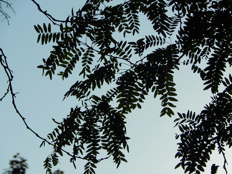 Compound leaves of an ash tree