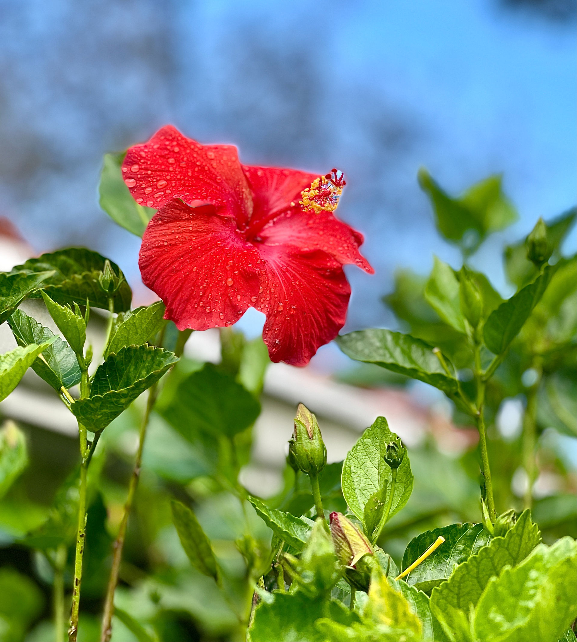 Hibiscus Flower