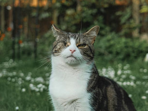 Un chat âgé avec un oeil abimé