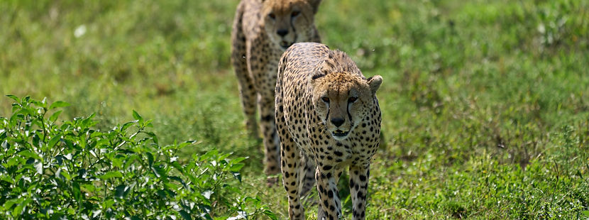 Image by Dmitrii Zhodzishskii