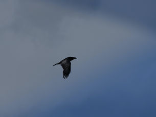 raven flying through the air