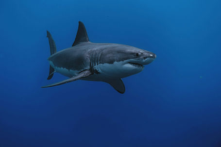Shark Attacks in Puerto Rico: 2026 Report