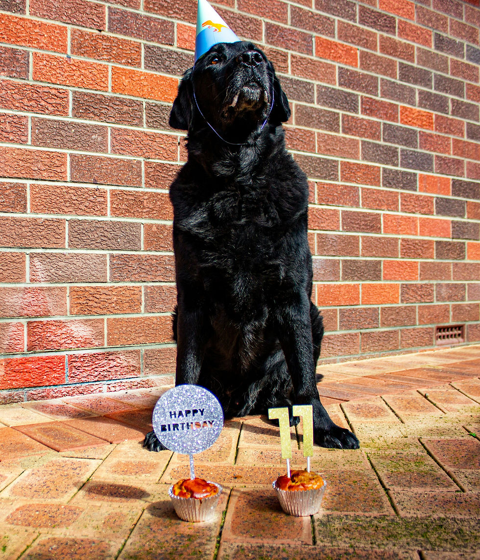 Black dog in a party hat sits by birthday cupcakes marked Happy Birthday and 11 against a brick wall.
