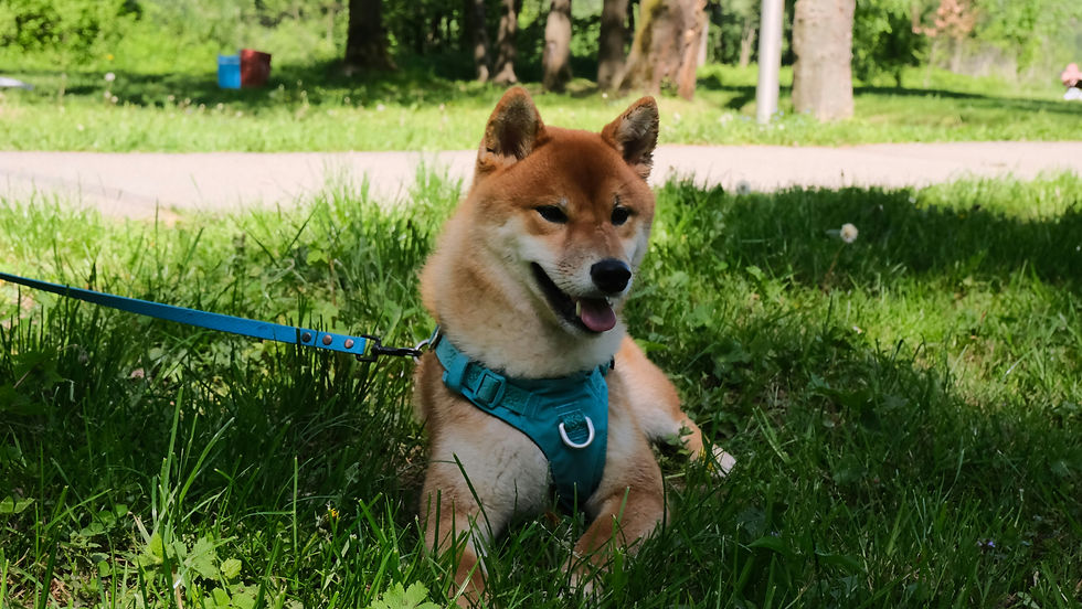 अकिता इनु (कुत्ते की नस्ल) के बारे में सब कुछ: स्वभाव, देखभाल, स्वास्थ्य और जीवन।