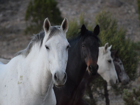 When Silence Speaks: How Horses Mirror Our Inner Worlds