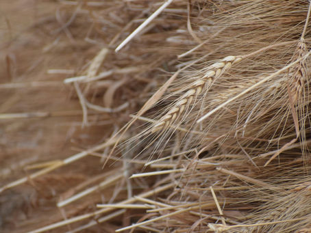 Tidbits, Oklahoma Wheat, Fertilizer Imports, Palm Oil, Soybean Put Options, Broilers & Ethanol 5/7/26