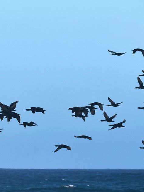 The Season’s Migrants: Migratory Birds’ Farewell Before the Journey