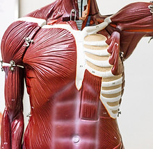 Image by Alan Calvert