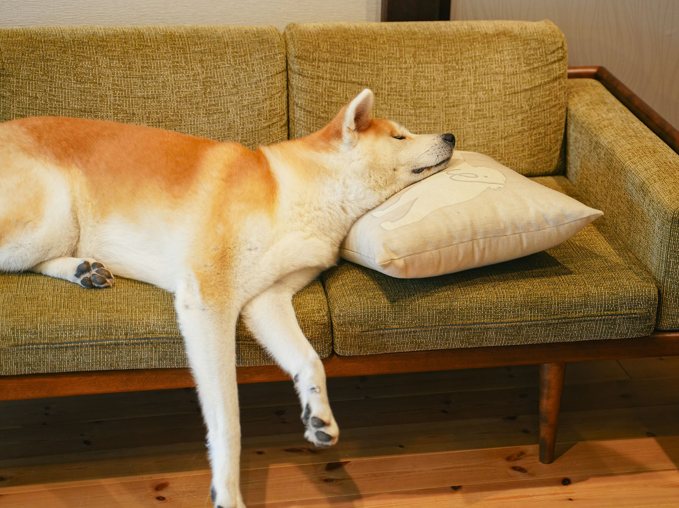 Dog sleeping peacefully