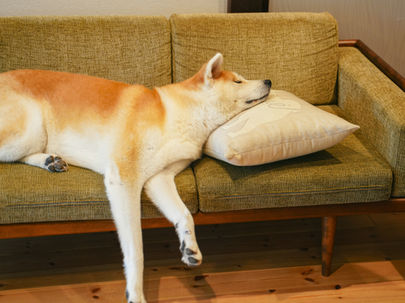 dog sleeping peacefully 