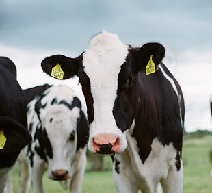 Image by Jakob Cotton