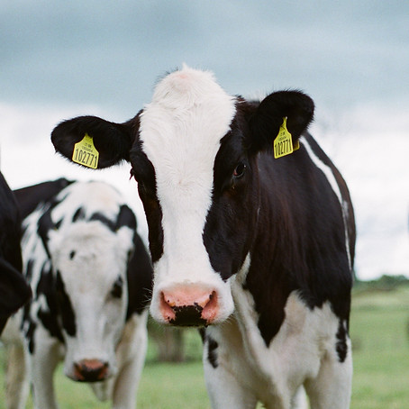 Image by Jakob Cotton
