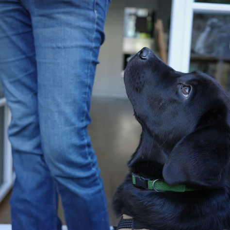 Focus: Teaching Your Dog to Look at You Around Food Distractions