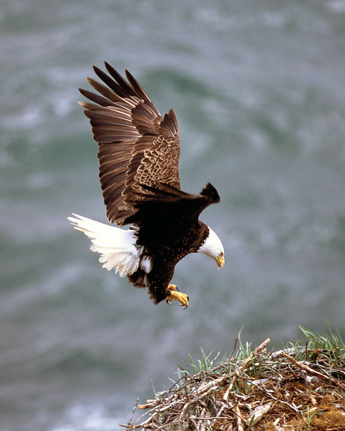 Image by Susan Myers