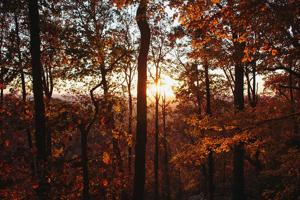 Image by Nikhil Mistry
