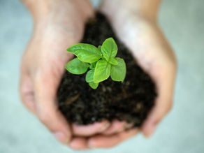 Nurturing Business Agility