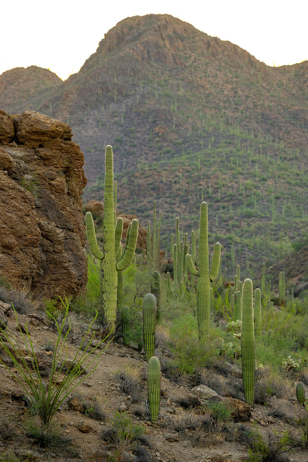 Saguaro National Park in Arizona with giant saguaro cacti and desert scenery