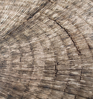 Image by Diane Helentjaris