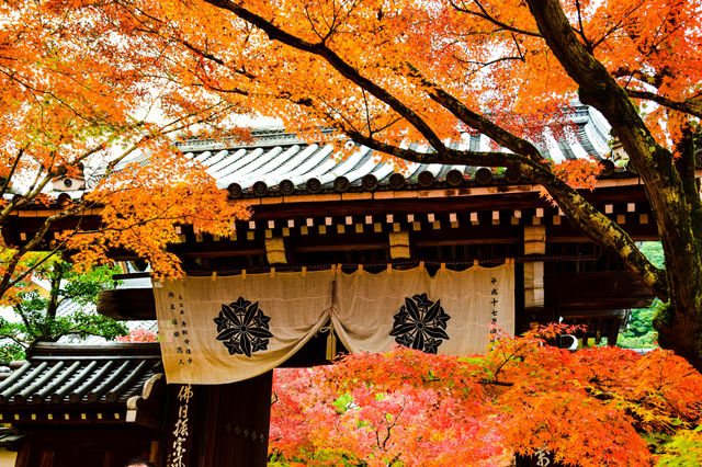 Kyoto Escape: A Journey Through Time — photo 5
