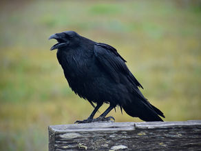 crow