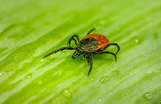 Image by Erik Karits