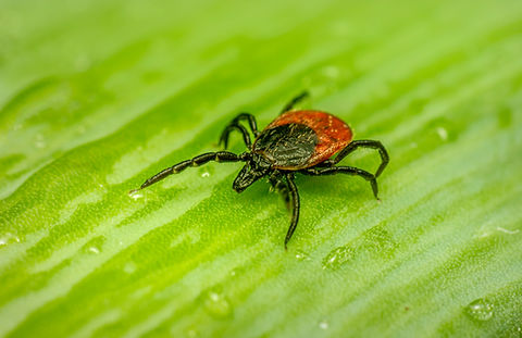Image by Erik Karits