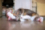 cats can enjoy silver vine and valerian the same way as catnip