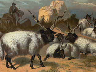 Three Goat Farm