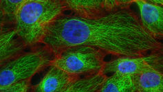 Statistical Genomics (POPH90124)