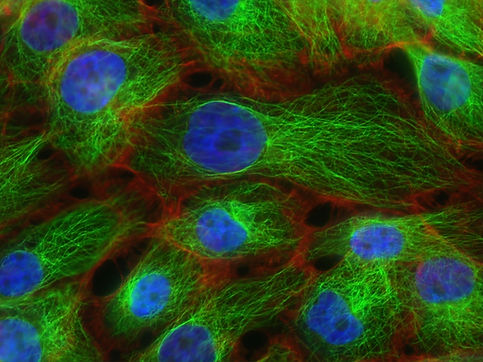 Image by National Cancer Institute