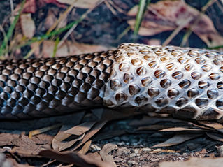 A Quiet Shedding