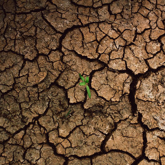 Cracked, dry earth with a small green plant sprouting in the center. The contrast suggests resilience and hope in a barren landscape.