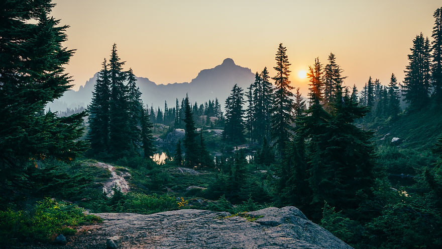 Scenic Trees and mountain Image by Sergei A