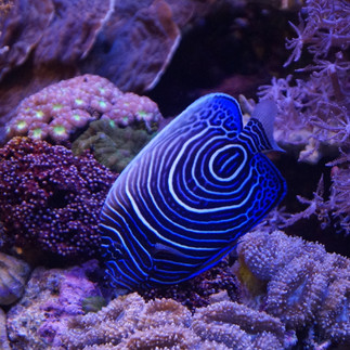 A close-up view of an Emperor Angelfish displaying its intricate blue and white circular patterns over a coral reef.