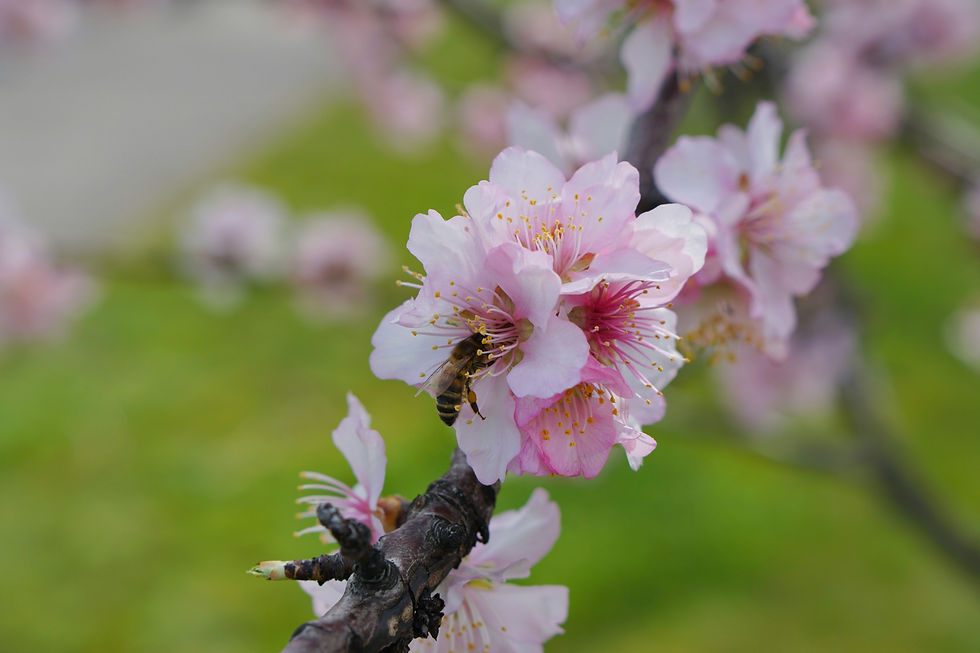 pink color flowers