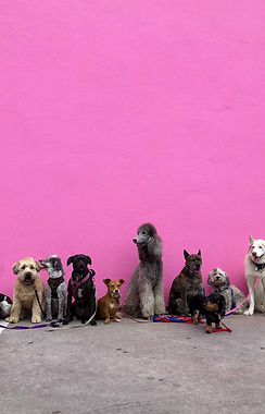 Image by Hannah Lim