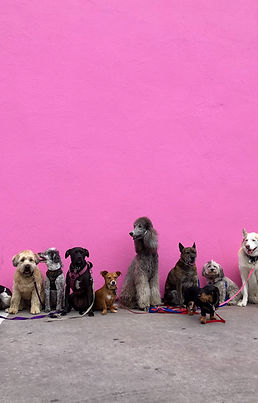 Image by Hannah Lim
