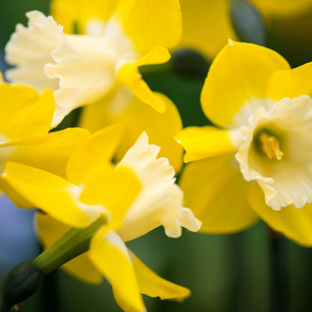 Fête des jonquilles à Gérardmer : dates, programme et guide complet