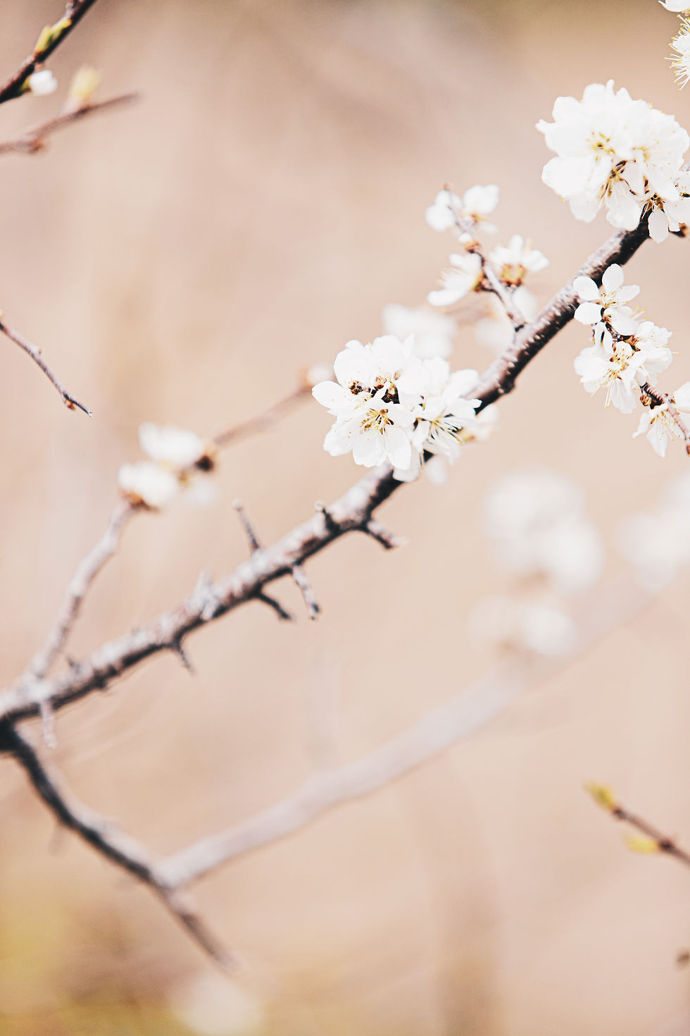 an intuitive living practice is born