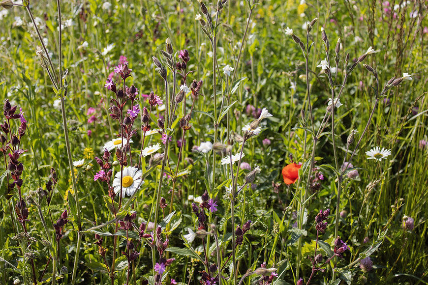 Image by Margaret Polinder
