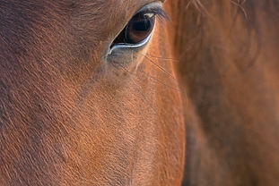 Le monde sensoriel du cheval