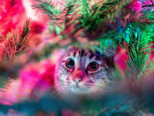 THE DO’S AND DON’TS OF HOLIDAY TREATS FOR PETS