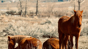 Wild horses sleeping
