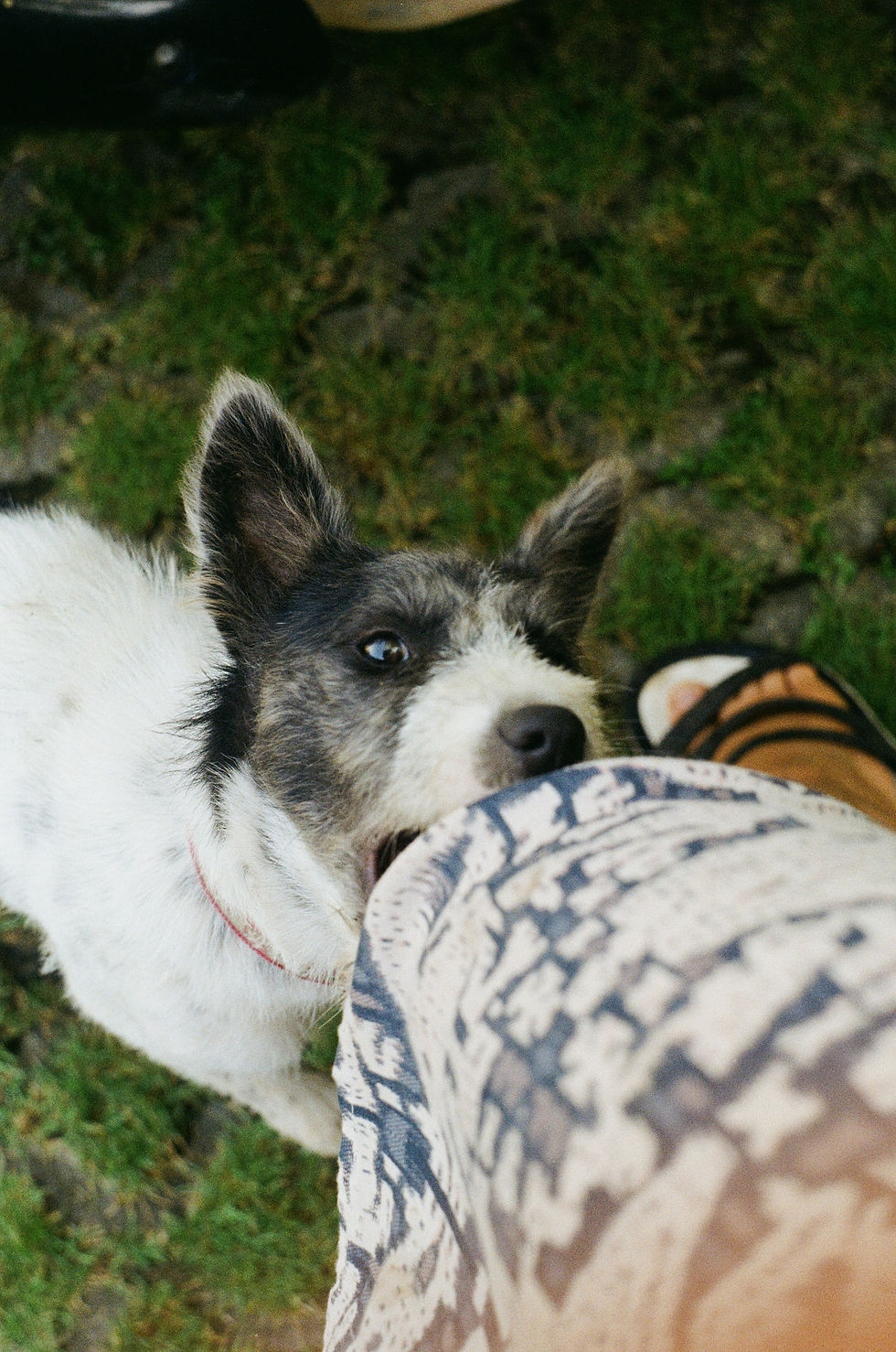 frustrated dog bites at owners leg