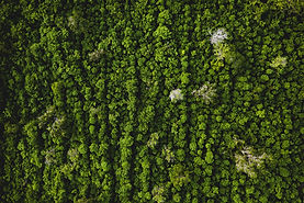 Image by Ivan Bandura